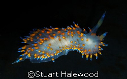 Janolus Barbarensis, Santa Barbara Nudidude. Taken in Cal... by Stuart Halewood 